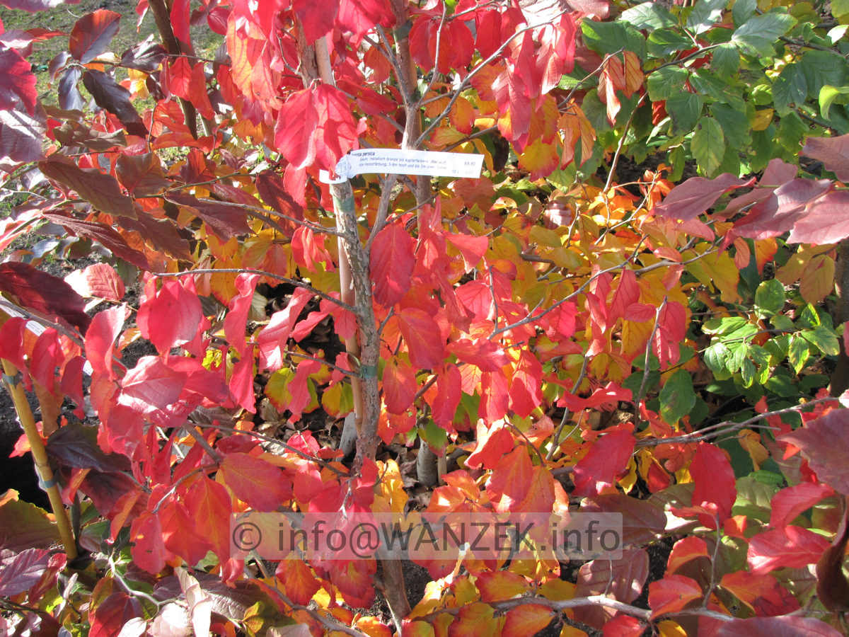 Parrotia persica 03 Herbstfaerbung 10 nah.JPG